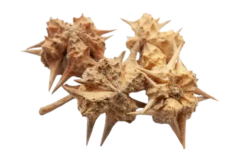 Gokhru
