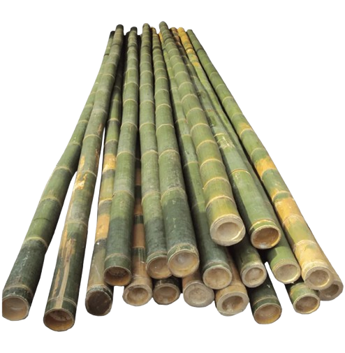 Bamboo